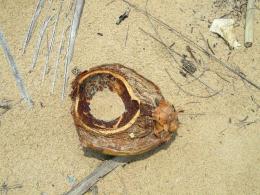 Coconut Shell